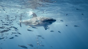 Great white